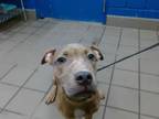 Adopt REX a Pit Bull Terrier, Mixed Breed