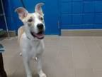 Adopt WYATT a German Shepherd Dog, Pit Bull Terrier