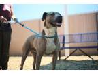 Adopt DANNY DUMPLING a Pit Bull Terrier, Mixed Breed