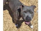 Adopt SMOKEY a American Staffordshire Terrier, Mixed Breed