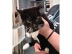Adopt BARRY a Domestic Short Hair
