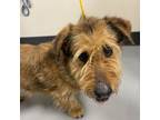 Adopt FRANK a Terrier, Mixed Breed