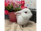 Adopt SUDOKU a Bunny Rabbit