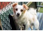 Adopt Lunchbox a Mixed Breed