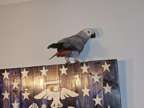 Nico Clean African Grey Parrot Available