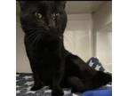 Adopt Oscar a Domestic Short Hair