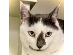 Adopt Ollie a Domestic Short Hair