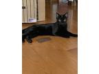 Adopt March / Tobie (October) a Domestic Short Hair