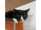 Adopt Tobias a Domestic Short Hair