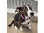 Adopt Moonpie a Border Collie