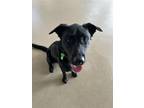 Adopt Brady a Labrador Retriever