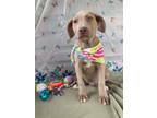 Adopt Emrys a Labrador Retriever