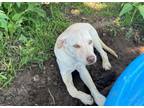 Adopt Danali a Labrador Retriever