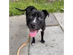 Adopt Irving a Pit Bull Terrier