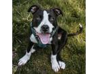 Adopt Everett a Pit Bull Terrier