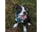 Adopt Everett a Pit Bull Terrier