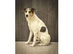 Adopt Bobo a Beagle, Mixed Breed