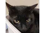 Adopt Eddie a Domestic Short Hair