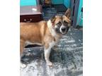 Adopt Kuma #185 a Akita