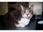 Adopt Little Buddy a Domestic Short Hair