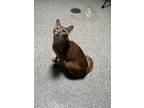 Adopt PROFESSOR CATALOPE a Domestic Short Hair