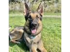 Adopt Red - Available for Foster or Foster to Adopt a German Shepherd Dog