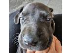 Great Dane Puppy for sale in Clearwater, FL, USA