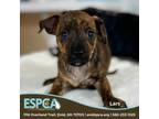 Adopt Lars a Miniature Pinscher, Dachshund