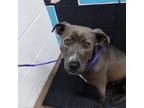 Adopt Bluey a American Staffordshire Terrier