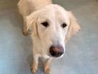 Adopt CHARLIE a Great Pyrenees