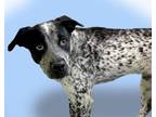 Adopt SNOOPY a Australian Cattle Dog / Blue Heeler, Mixed Breed