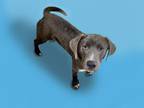 Adopt BLUE a Labrador Retriever, Mixed Breed