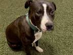 Adopt BRUFIS a Pit Bull Terrier, Mixed Breed