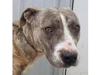 Adopt Bubba a Pit Bull Terrier