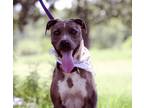 Adopt Crowley a Pit Bull Terrier