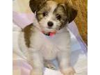 Chihuahua Puppy for sale in Shevlin, MN, USA