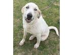 Adopt Kahlua a Labrador Retriever, Great Pyrenees