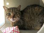 Adopt TIGER a Domestic Short Hair