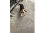 Adopt Brutus a Beagle, Mixed Breed