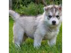 Siberian Husky Puppy for sale in Middlebury, VT, USA