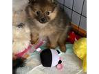 Pomeranian Puppy for sale in Saint Paul, MN, USA