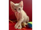 Adopt Briggs a Domestic Short Hair, Tabby