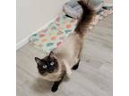 Adopt Tacoma a Domestic Long Hair, Siamese