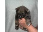 Pomeranian Puppy for sale in Liberty, MO, USA