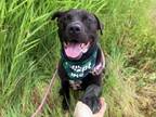 Adopt Charlie a Labrador Retriever, Pit Bull Terrier