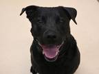 Adopt Charlie a Labrador Retriever, Pit Bull Terrier