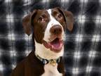 Adopt Owen a German Shorthaired Pointer, Mixed Breed