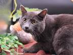 Adopt Junior Sr a Domestic Short Hair