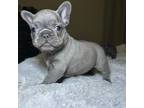 French Bulldog Puppy for sale in Houston, TX, USA