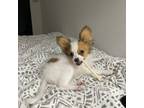 Papillon Puppy for sale in Fort Worth, TX, USA